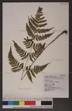 Dryopteris sparsa (Don) Ktze. 