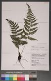 Athyrium arisanense (Hayata) Tagawa s\