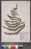 Athyrium oppositipinnum Hayata Ϳ\