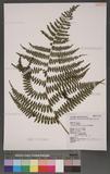 Athyrium oppositipinnum Hayata Ϳ\