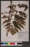 Dryopteris goldiana (Hook. ex Goldie) A. Gray