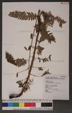Dryopteris goldiana (Hook. ex Goldie) A. Gray