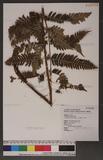 Dryopteris goldiana (Hook. ex Goldie) A. Gray