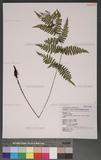 Athyrium arisanense (Hayata) Tagawa s\