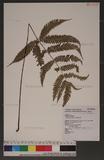 Polystichum biaristatum (Blume) Moore Gyտ