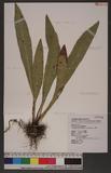 Elaphoglossum yoshinagae (Yatabe) Makino ޿