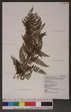 Dryopteris intermedia (Willdenow) Gray