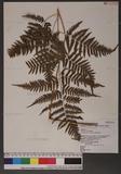 Dryopteris polita Rosenst. OF