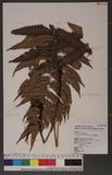 Dryopteris scottii (Bedd.) Ching v