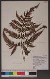 Dryopteris formosana (Christ) C. Chr. OW