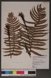 Dryopteris atrata (Wall.) Ching 