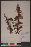 Polypodium raishanense Rosenst. js