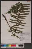 Dryopteris atrata (Wall.) Ching 