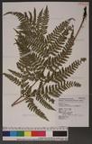 Dryopteris formosana (Christ) C. Chr. OW