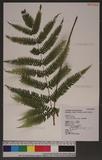 Pteris setuloso-costulata Hayata 