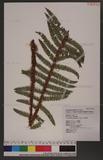 Polystichum parvipinnulum Tagawa yտ