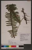 Polypodium transpianense Yamamoto s