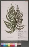 Athyrium fragile Tard.-Blot \