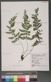 Athyrium tozanense Hayata ܿ\