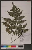 Dryopteris labordei (Christ) C. Chr. 