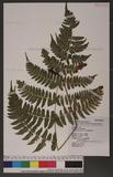 Dryopteris labordei (Christ) C. Chr. 