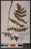 Dryopteris labordei (Christ) C. Chr. 