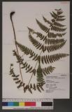 Dryopteris labordei (Christ) C. Chr. 