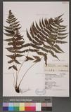 Athyrium