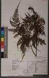 Dryopteris sparsa (Don) Ktze. 