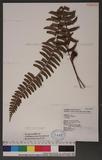 Polystichum acutidens Christ OFտ