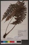 Polystichum acutidens Christ OFտ