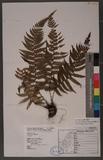 Dryopteris lepidopoda Hayata p