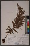 Dryopteris lepidopoda Hayata p