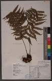 Dryopteris lepidopoda Hayata p