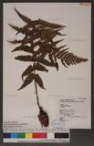 Dryopteris lepidopoda Hayata p