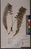 Polystichum acutidens Christ OFտ