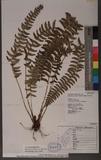 Polystichum acutidens Christ OFտ