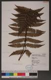 Dryopteris