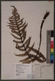 Dryopteris lepidopoda Hayata p