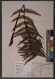 Dryopteris lepidopoda Hayata p