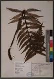 Dryopteris lepidopoda Hayata p