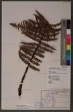 Dryopteris lepidopoda Hayata p