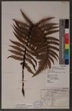 Dryopteris lepidopoda Hayata p