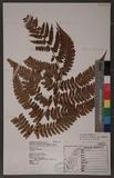 Dryopteris lacera (Thunb.) Ktze. G