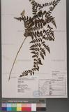 Athyrium strigillosum (Lowe) Salomon U\