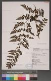 Athyrium strigillosum (Lowe) Salomon U\