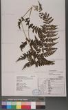 Athyrium strigillosum (Lowe) Salomon U\