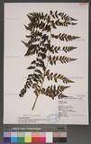 Athyrium strigillosum (Lowe) Salomon U\