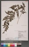 Athyrium strigillosum (Lowe) Salomon U\