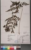 Athyrium strigillosum (Lowe) Salomon U\